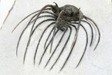 Rare, Spiny Heliopeltis Trilobite - Issoumour, Morocco #255447-5